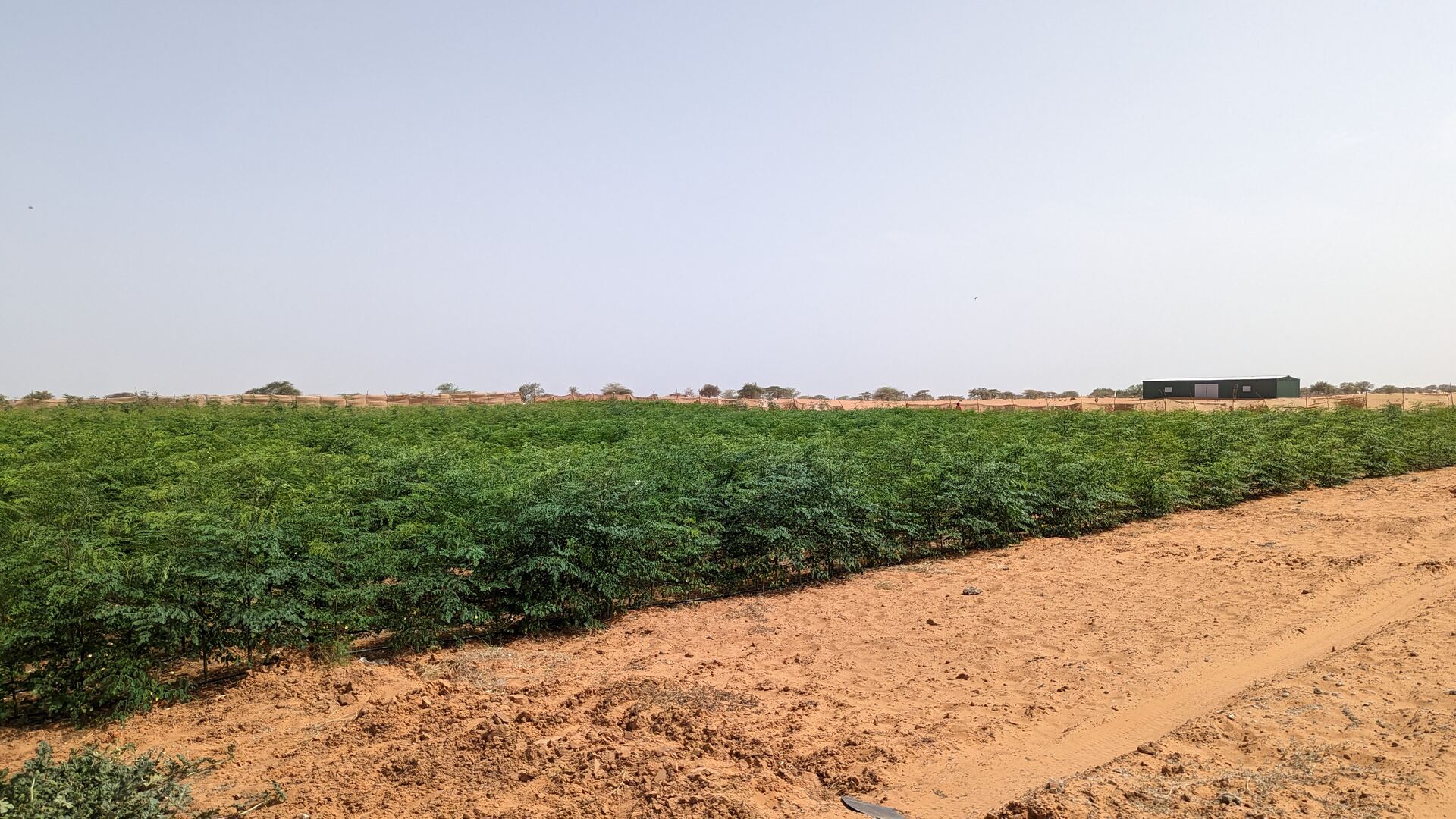 Parcelles de moringa avec brise-vents, domaine AIS