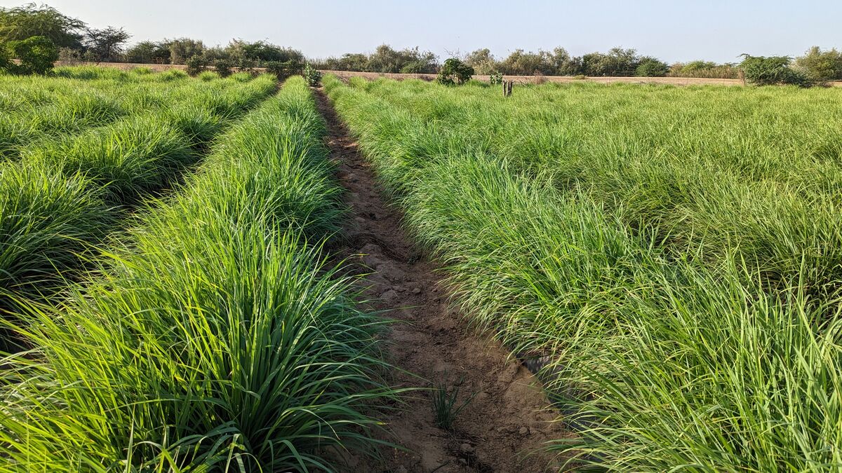 Rangées de citronnelle sur le domaine AIS