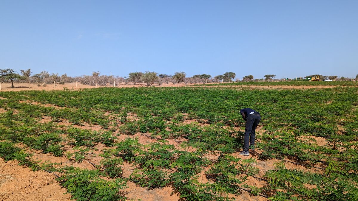 Parcelles de moringa en irrigation goutte-à-goutte